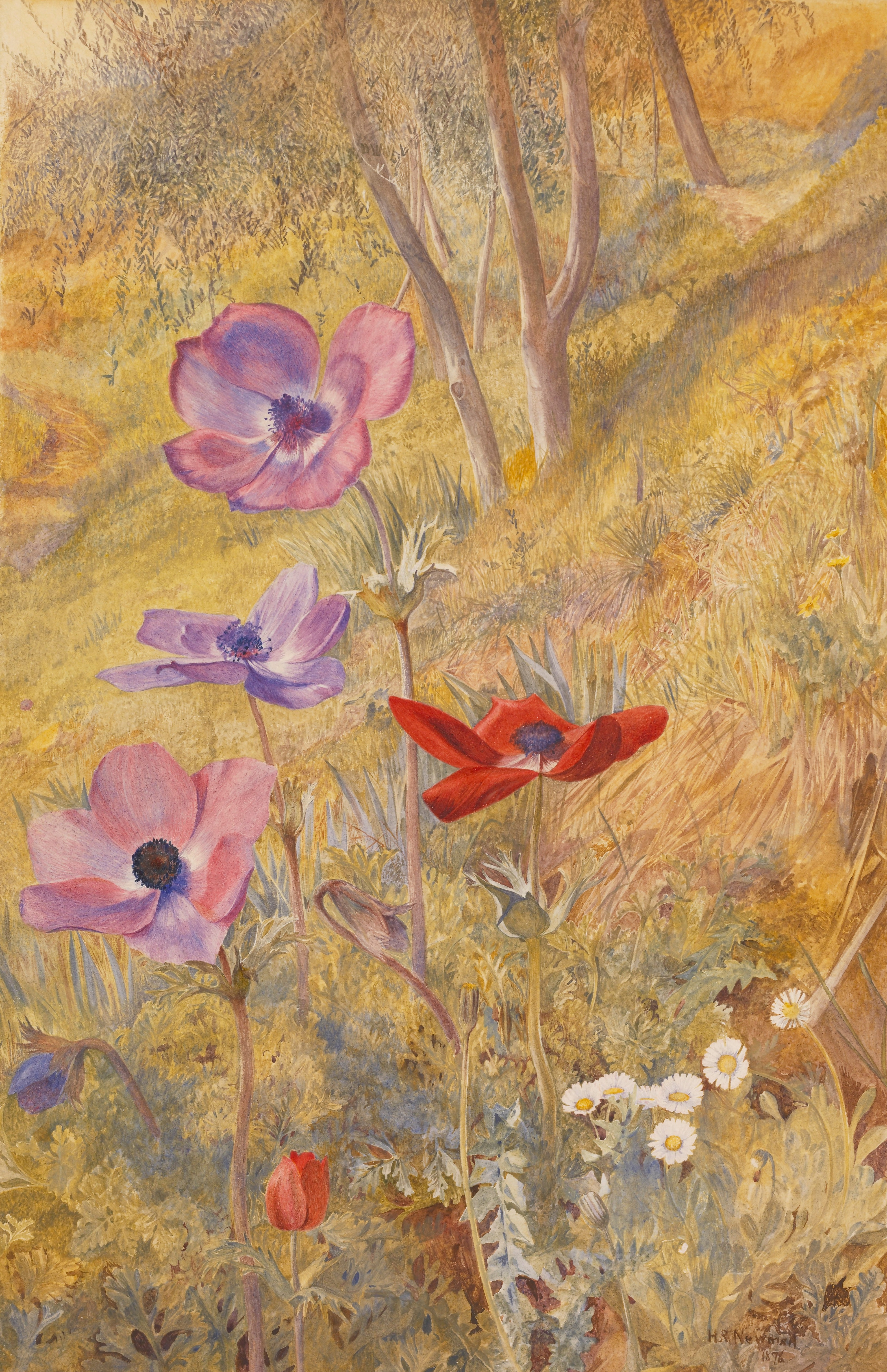 《银莲花》